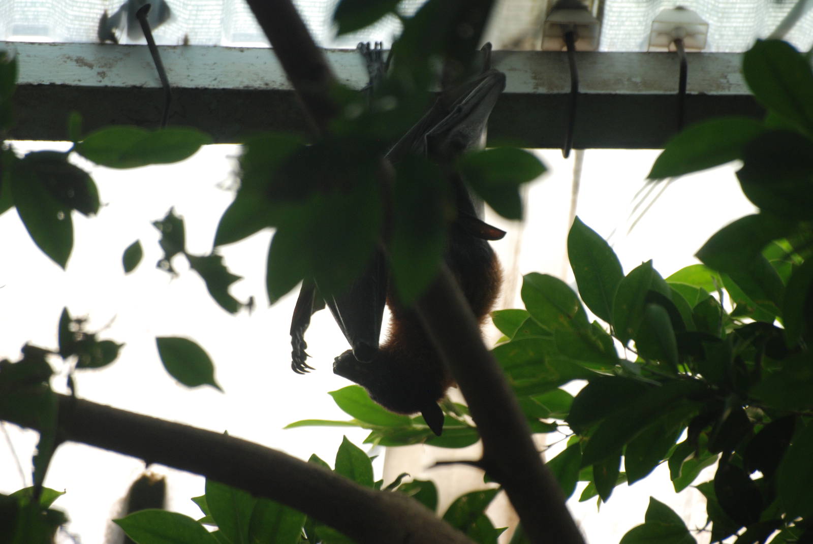 Lyle's Fruit Bat at Barcelona, 30/05/11