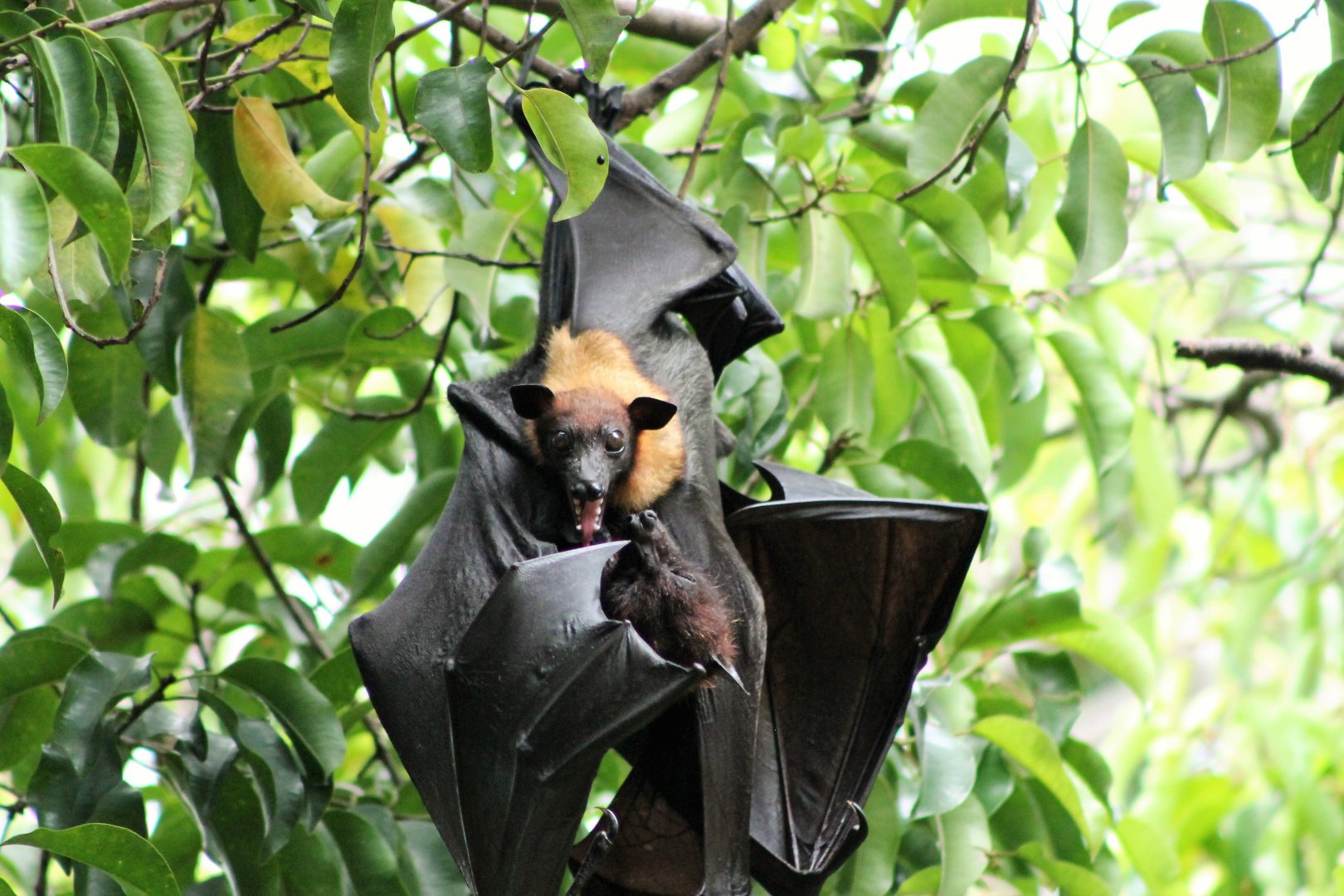 Lyle's Fruit Bat (Pteropus lylei), female and youngster