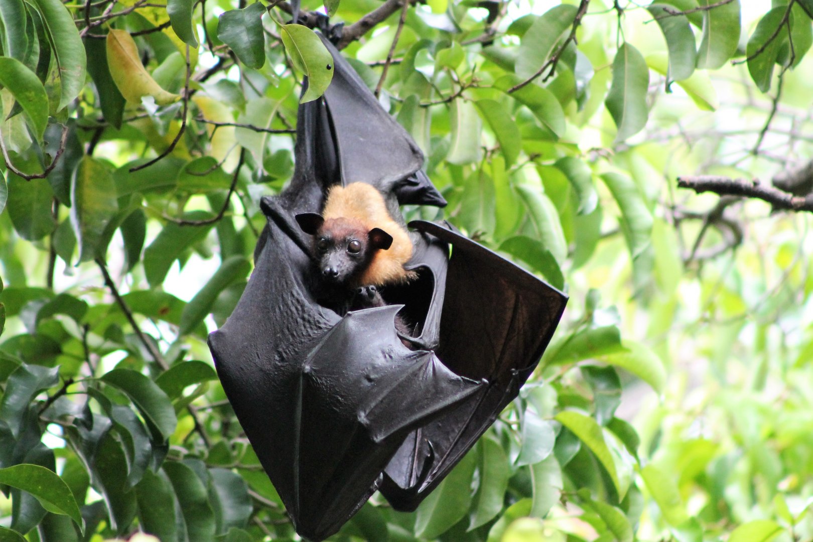 Lyle's Fruit Bat (Pteropus lylei), female and youngster
