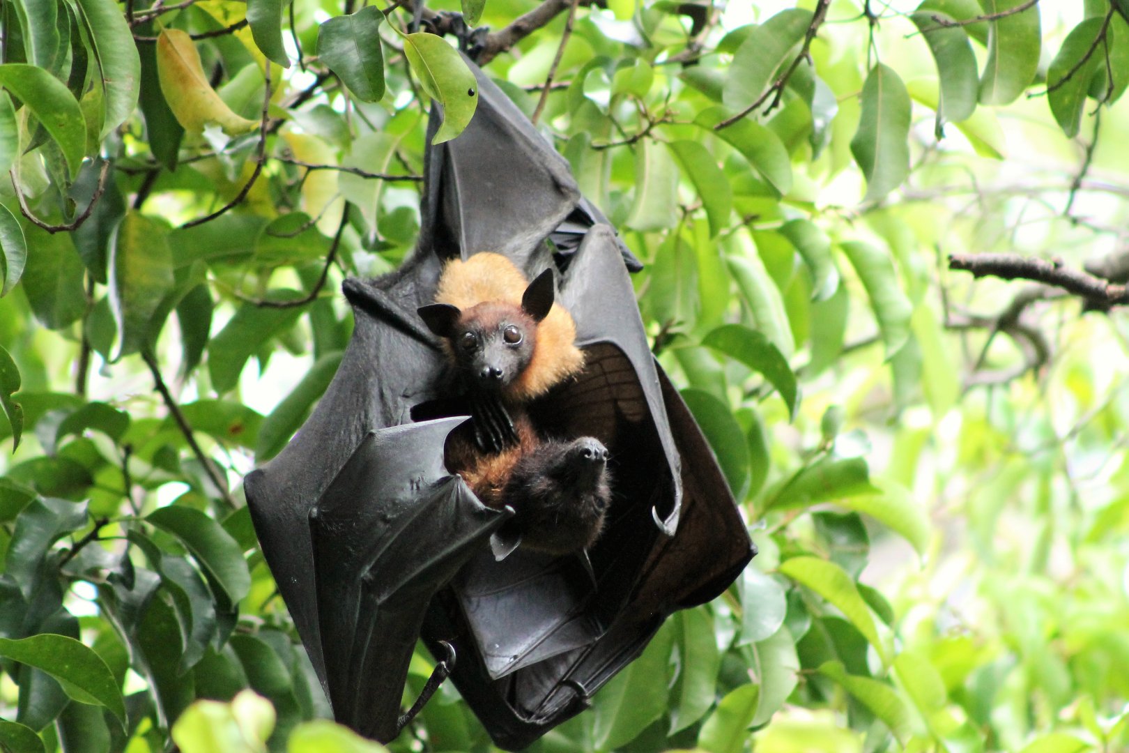 Lyle's Fruit Bat (Pteropus lylei), female and youngster