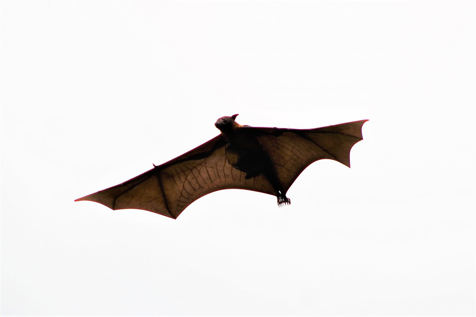Lyle's Fruit Bat (Pteropus lylei), female carrying youngster