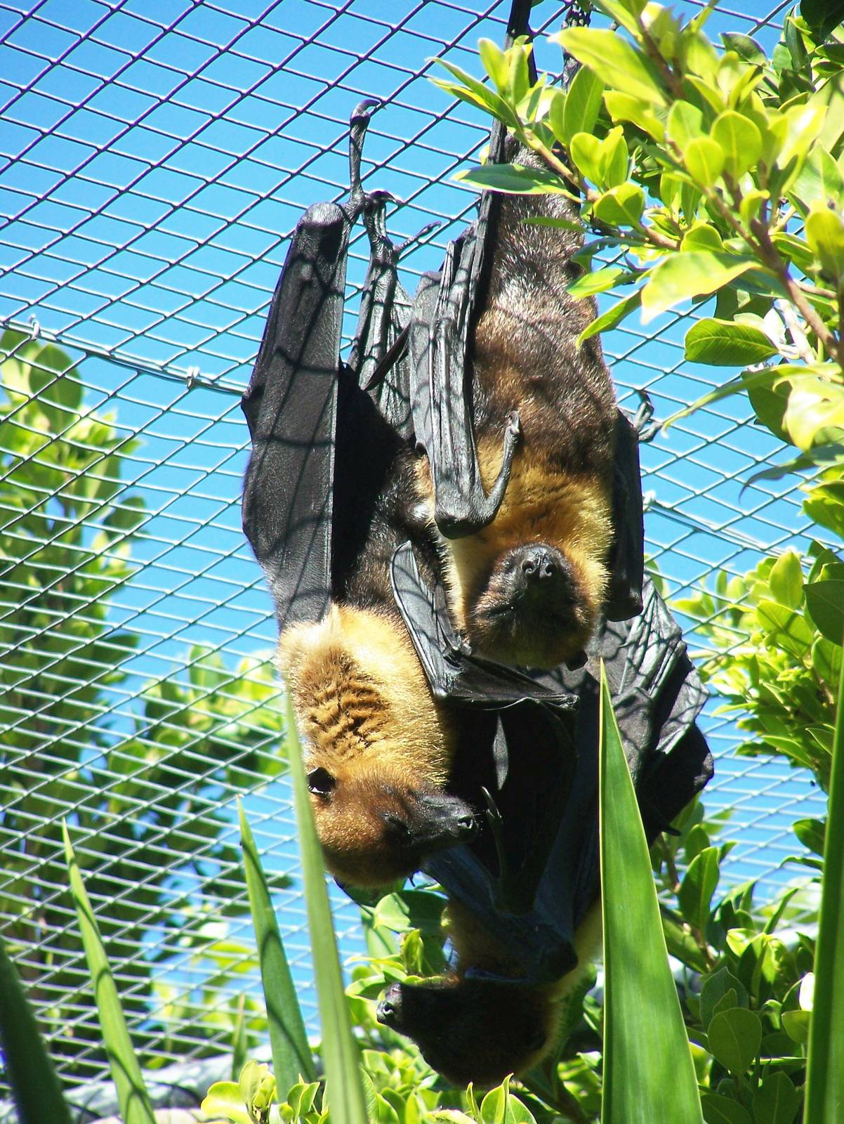 Lyle's fruit bat