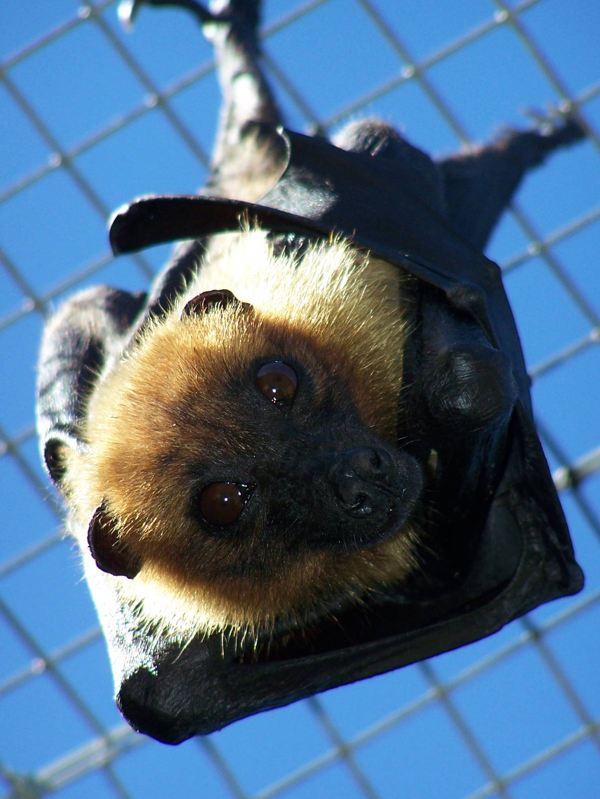 Lyle's fruit bat