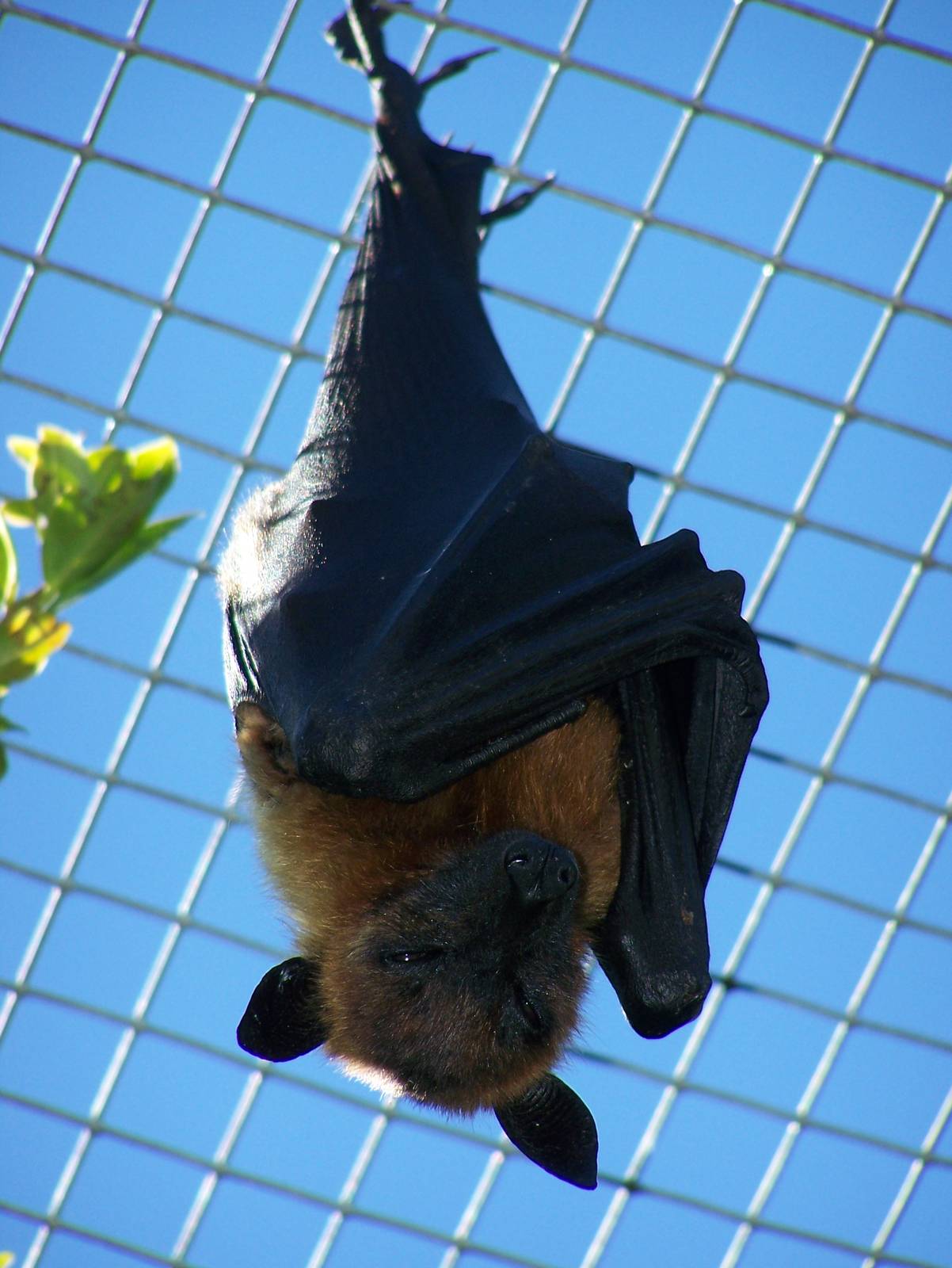 Lyle's fruit bat