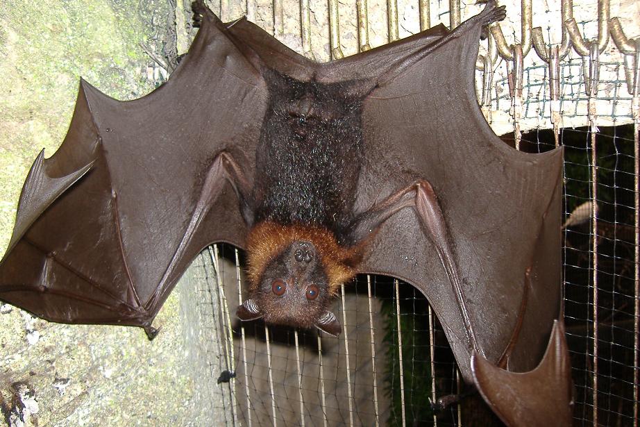 Lyles Fruit Bat