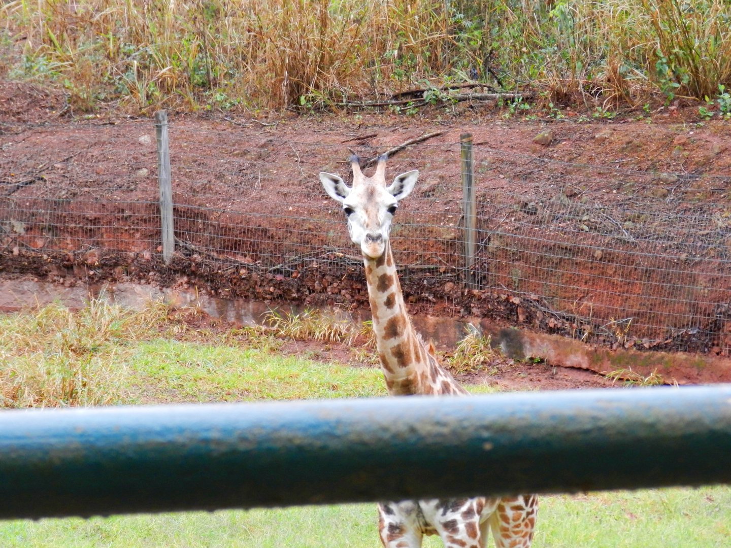 "Lylla", the rothschild giraffe - Zooparque Itatiba