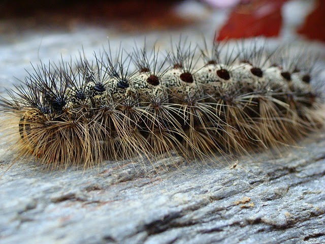 Lymantria dispar