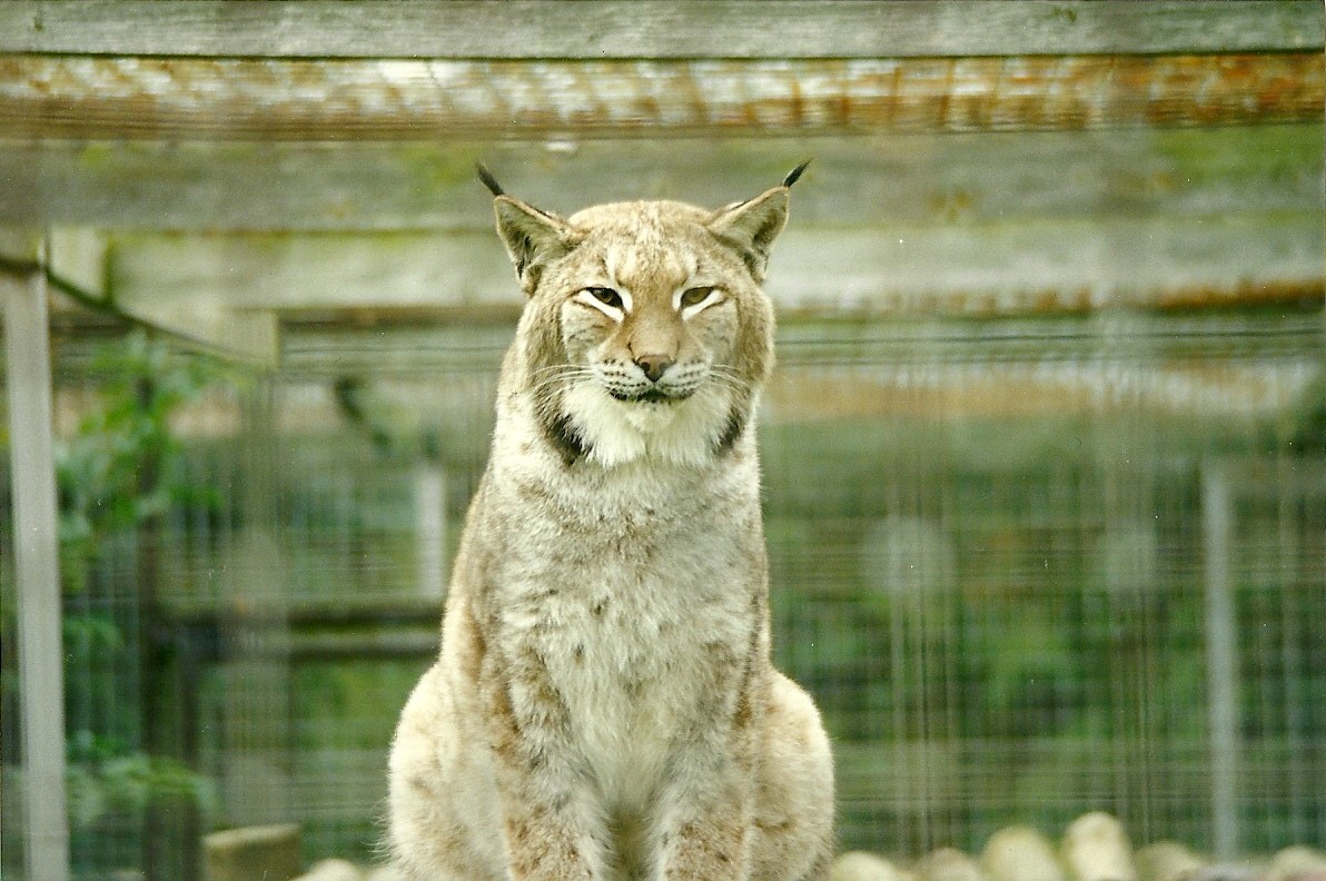 Lynx 17th October 1997