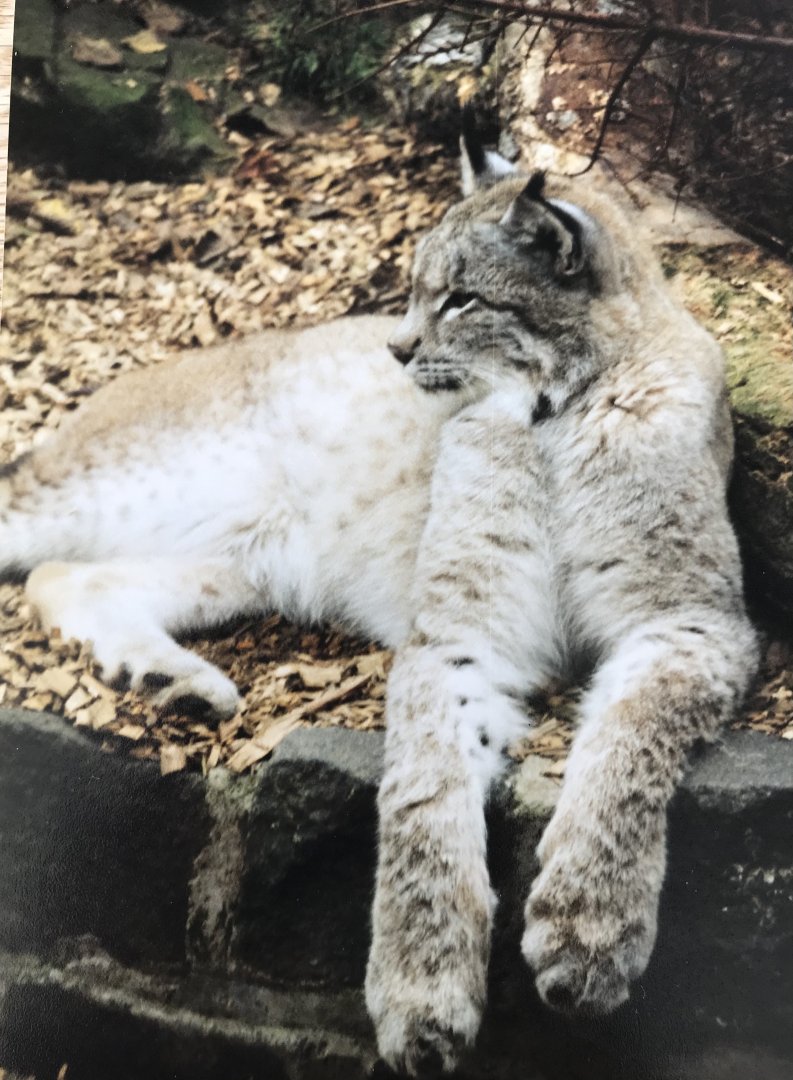 Lynx 1990s