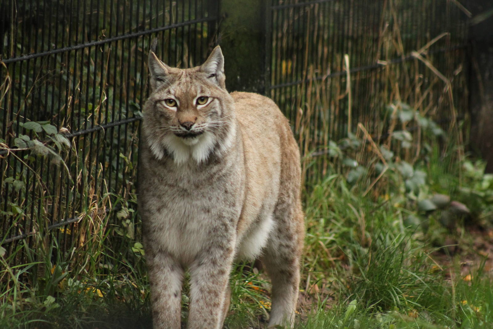 Lynx - 1st November 2013