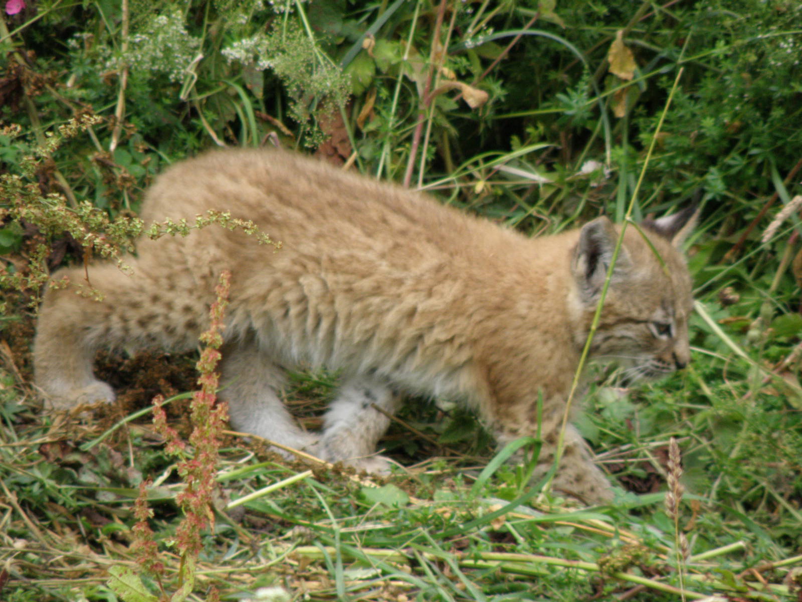 lynx 2011
