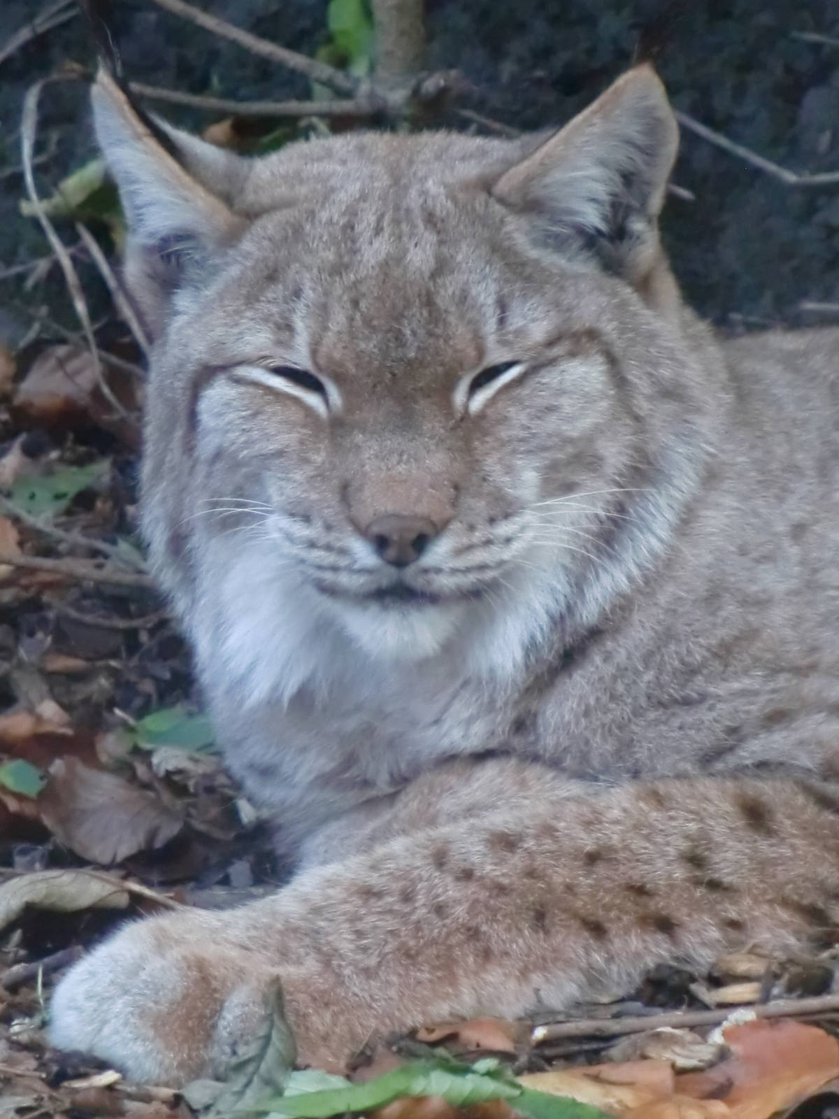 Lynx (21.10.10)