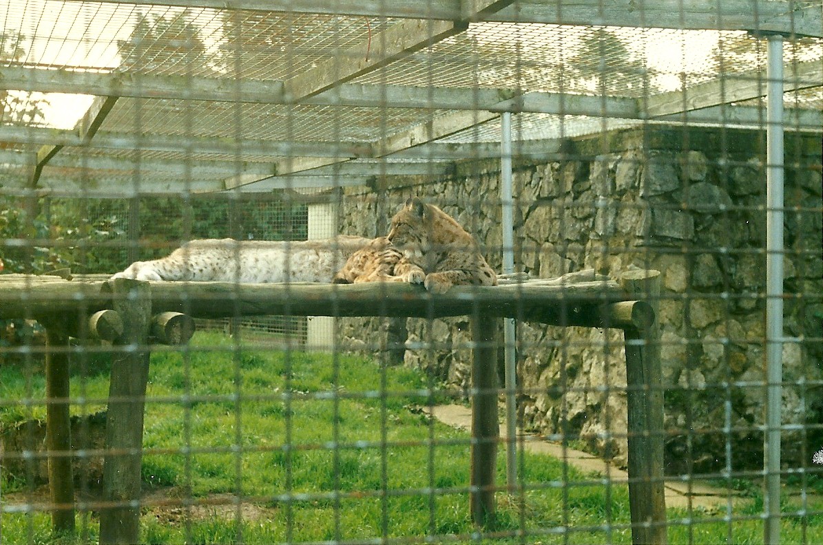 Lynx 26th October 1996