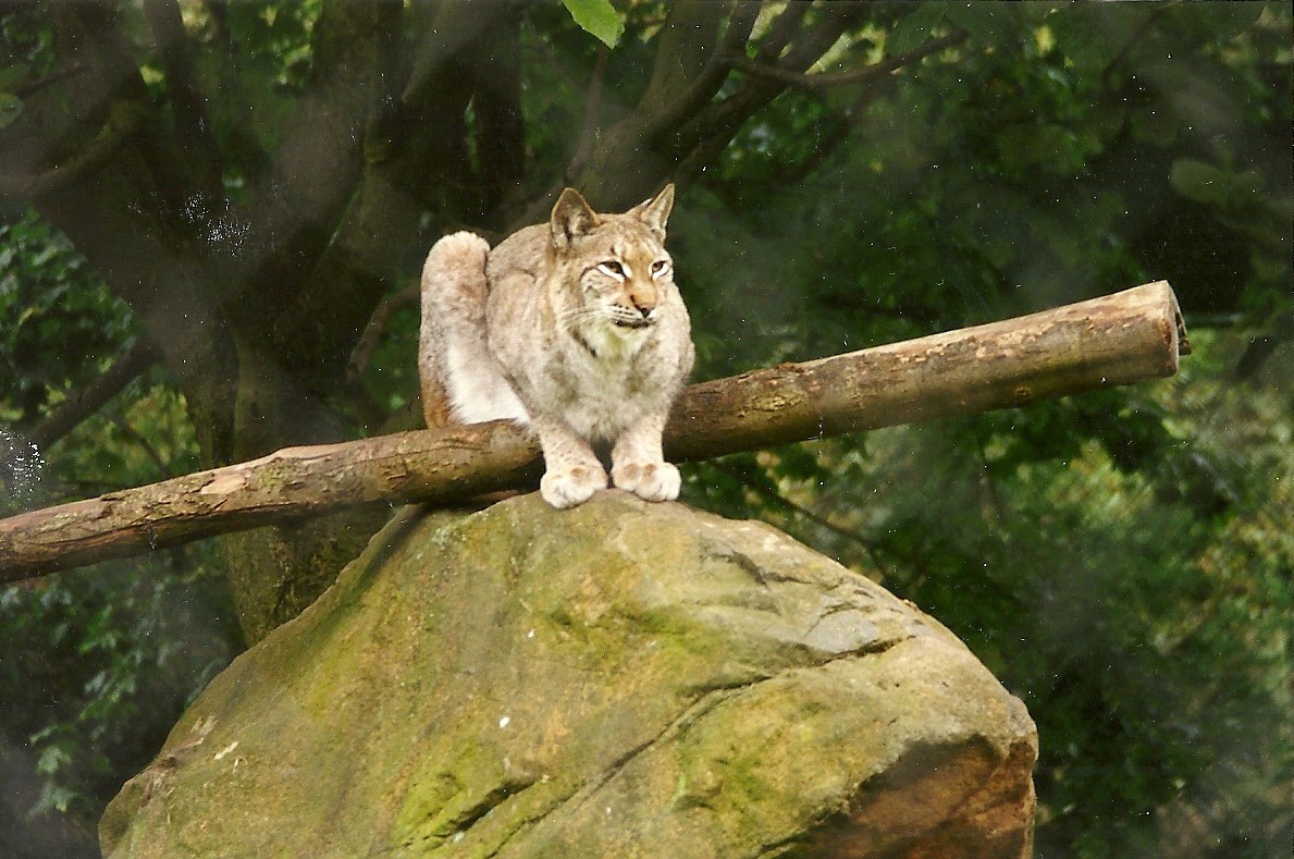 Lynx 30th October 1997