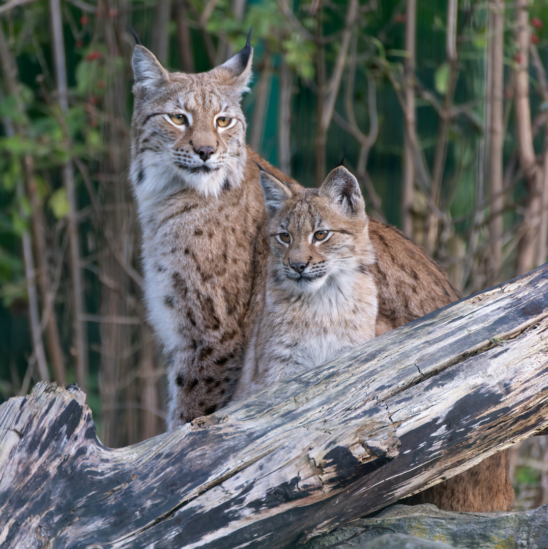 Lynx and kitten, Beale Park, UK