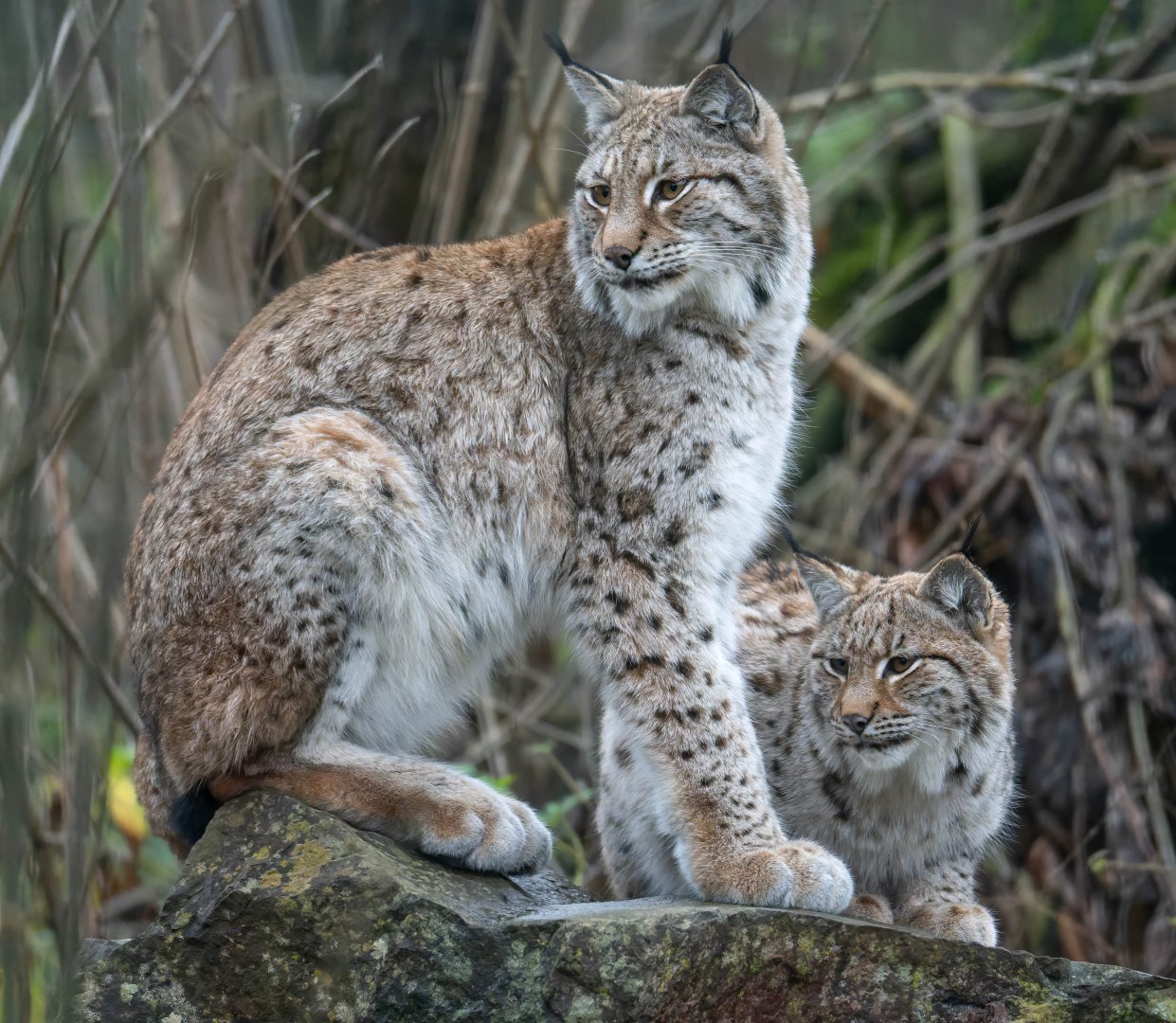 Lynx and kitten, Beale Park UK
