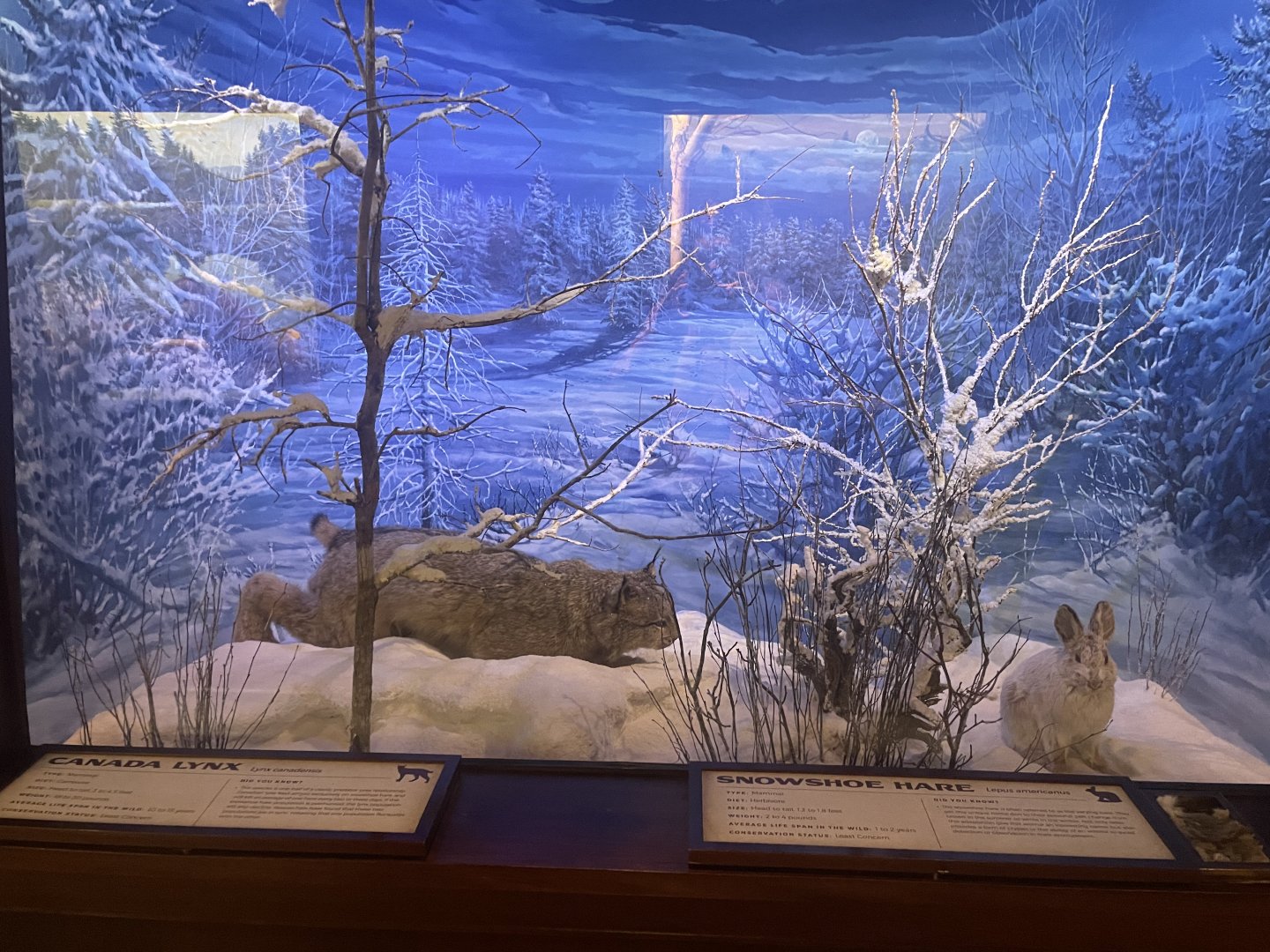 Lynx and Snowshoe Hare Diorama