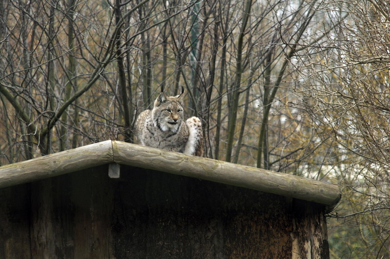 Lynx at Grömitz