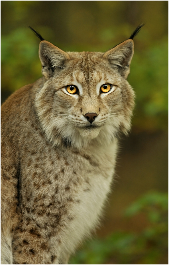 Lynx at Kunsterspring