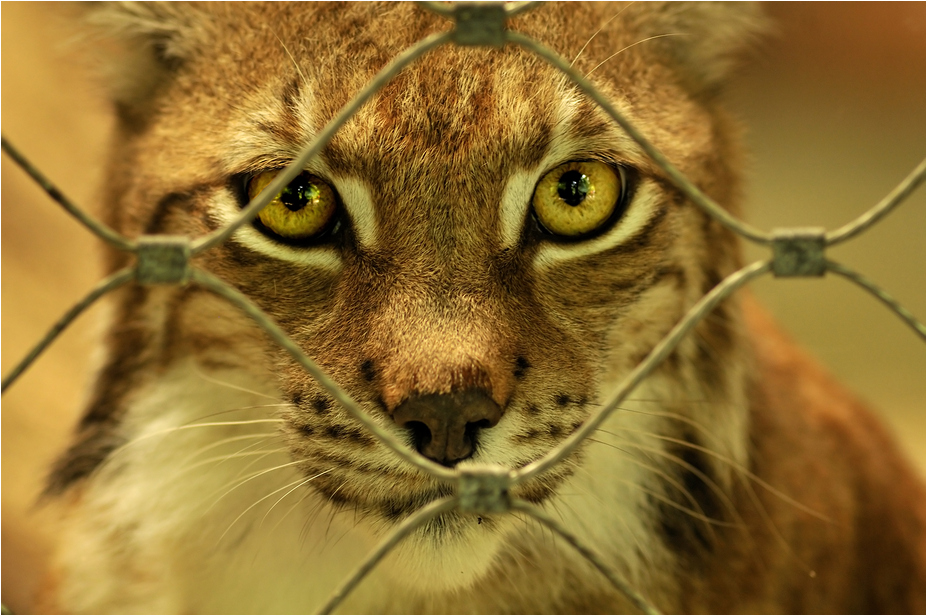 Lynx at munich zoo