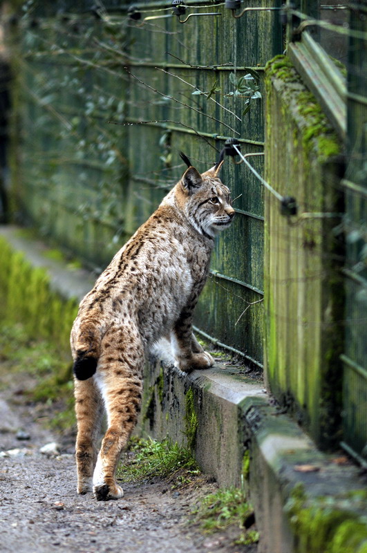 Lynx at Opelzoo