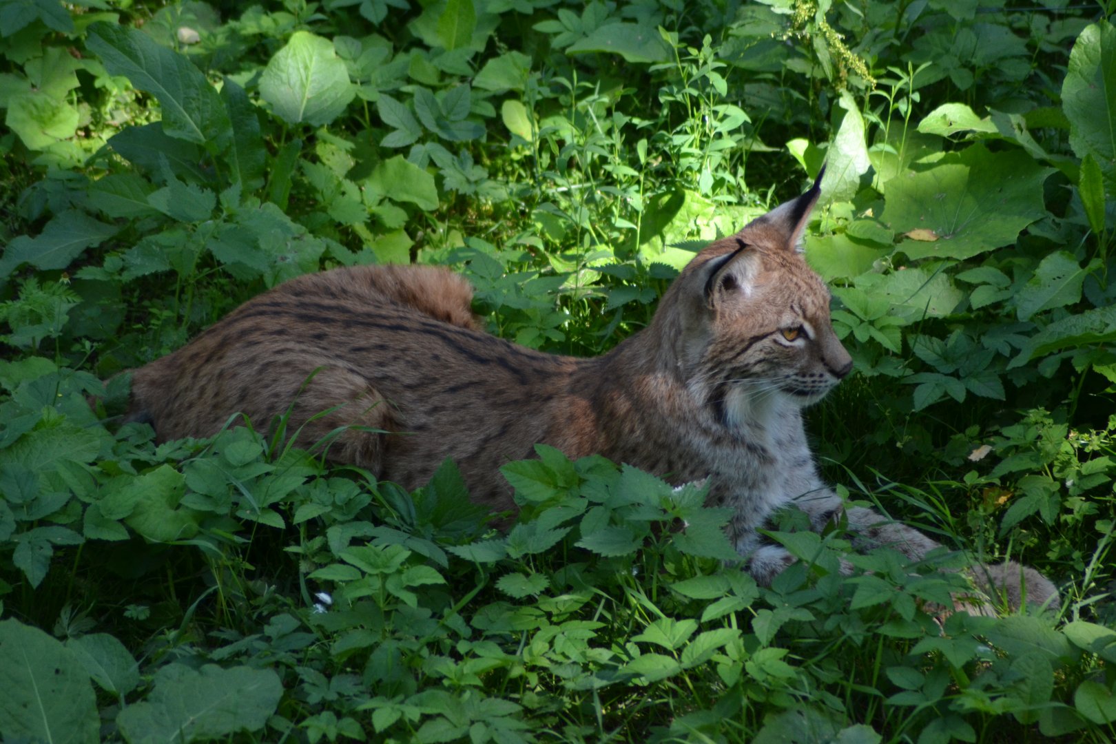 Lynx at Skansen, Stockholm