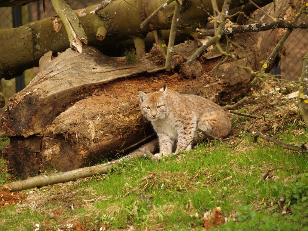 Lynx at Whipsnade