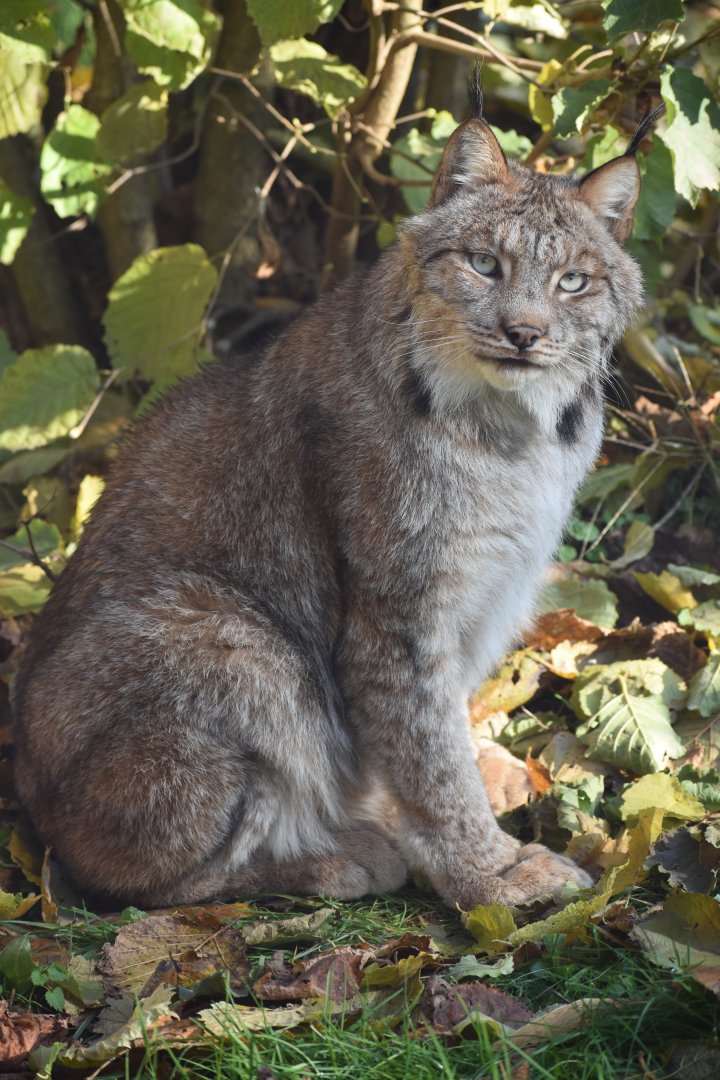 Lynx canadensis - Canadian Lynx (female)