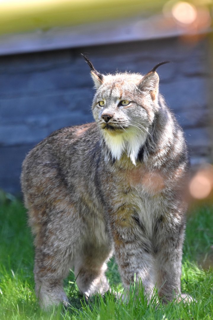 Lynx canadensis - Canadian Lynx