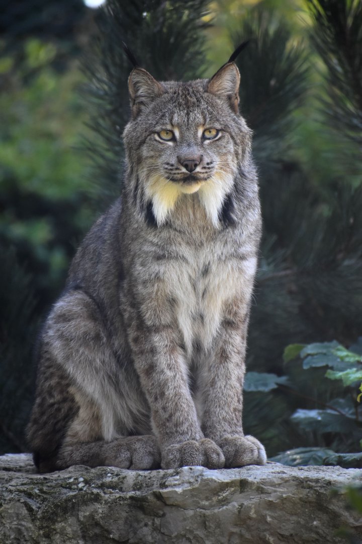Lynx canadensis - Canadian Lynx
