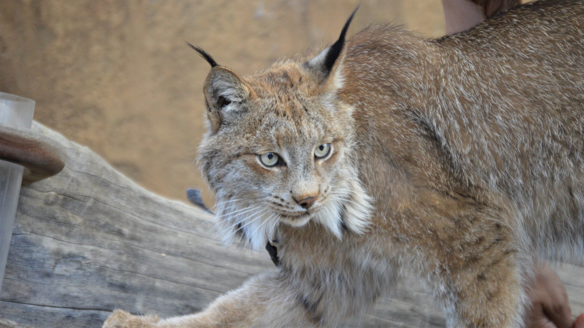 Lynx canadensis (Jasper)