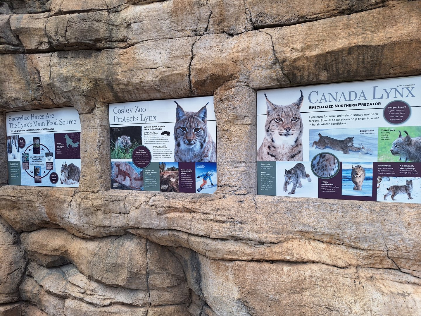Lynx conservation signage
