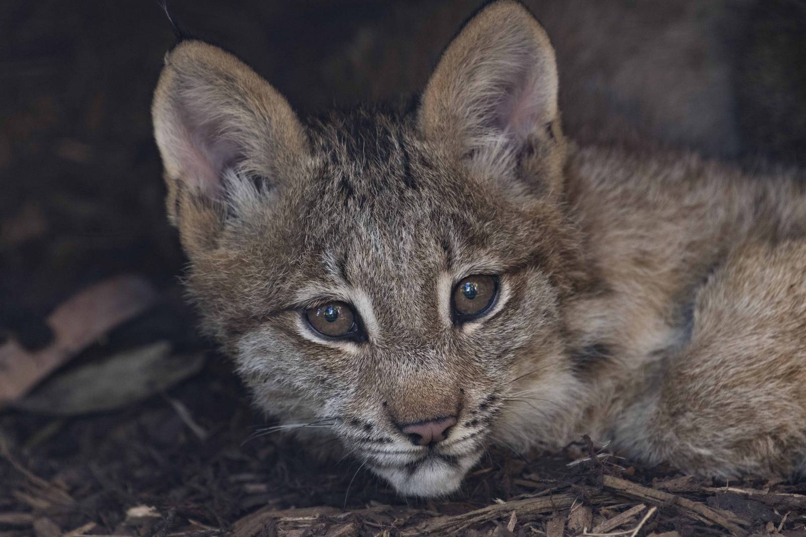 Lynx cub 1