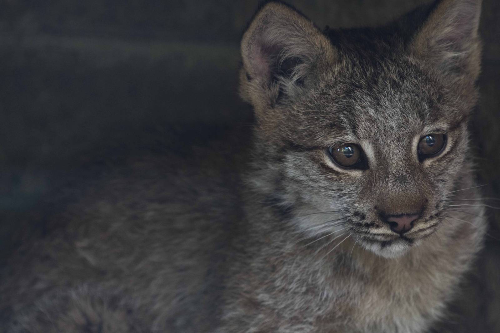Lynx cub 2