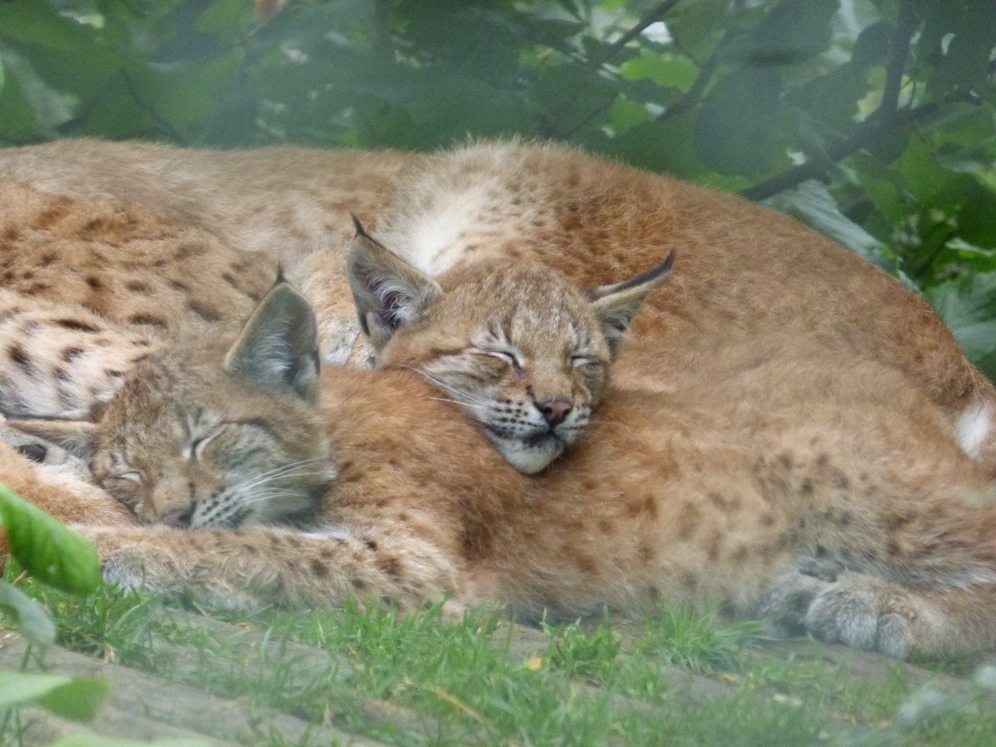 Lynx cubs