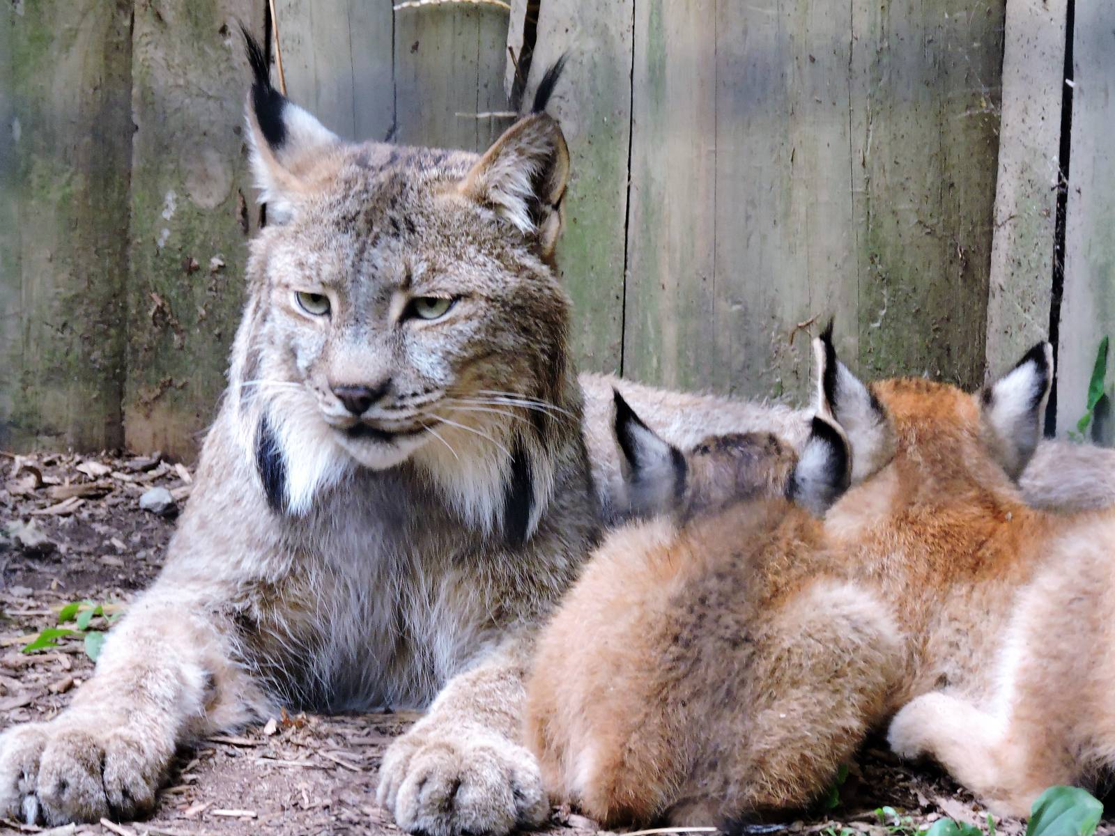 Lynx - Ember and Kittens
