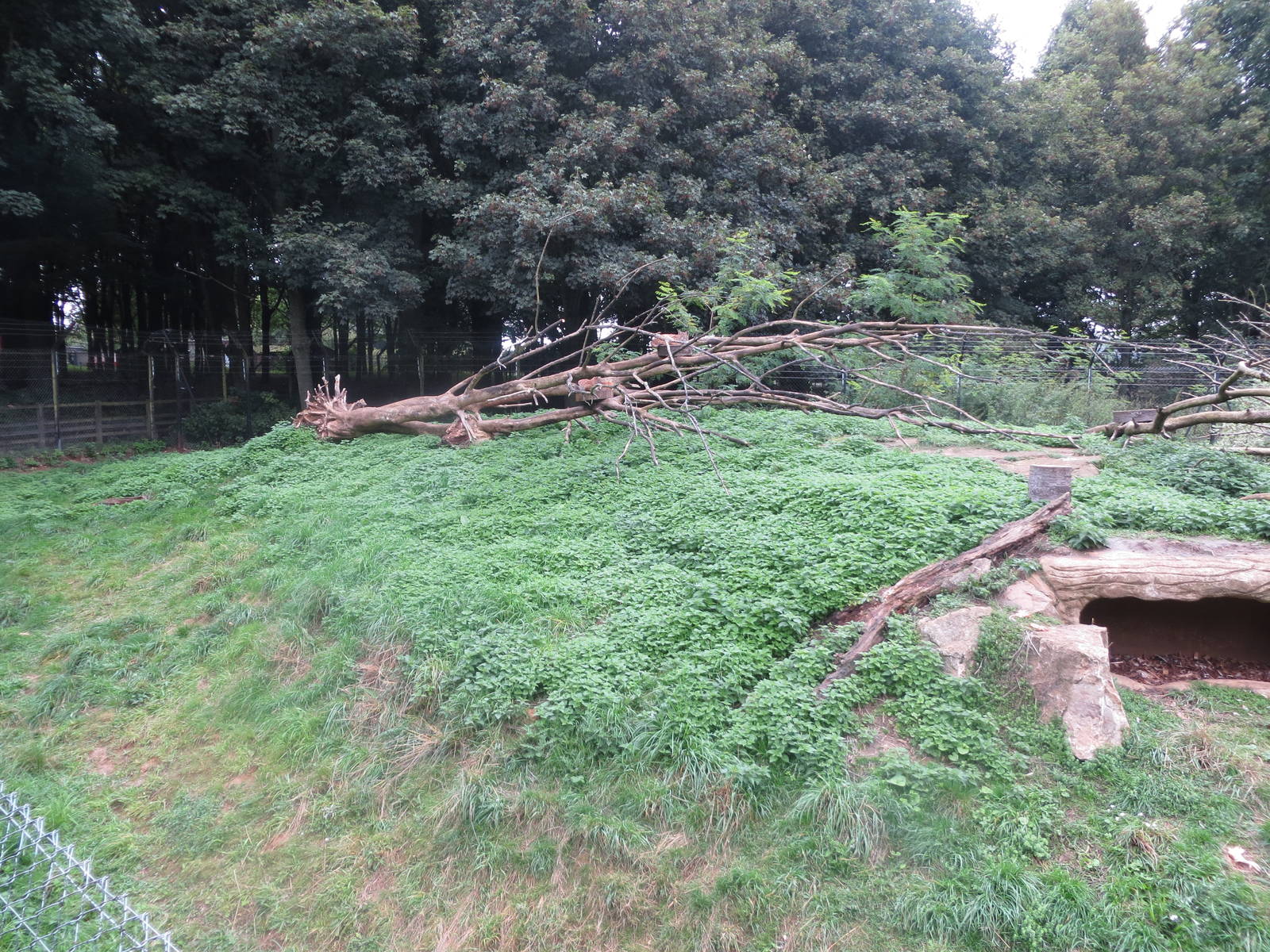 lynx enclosure 210913