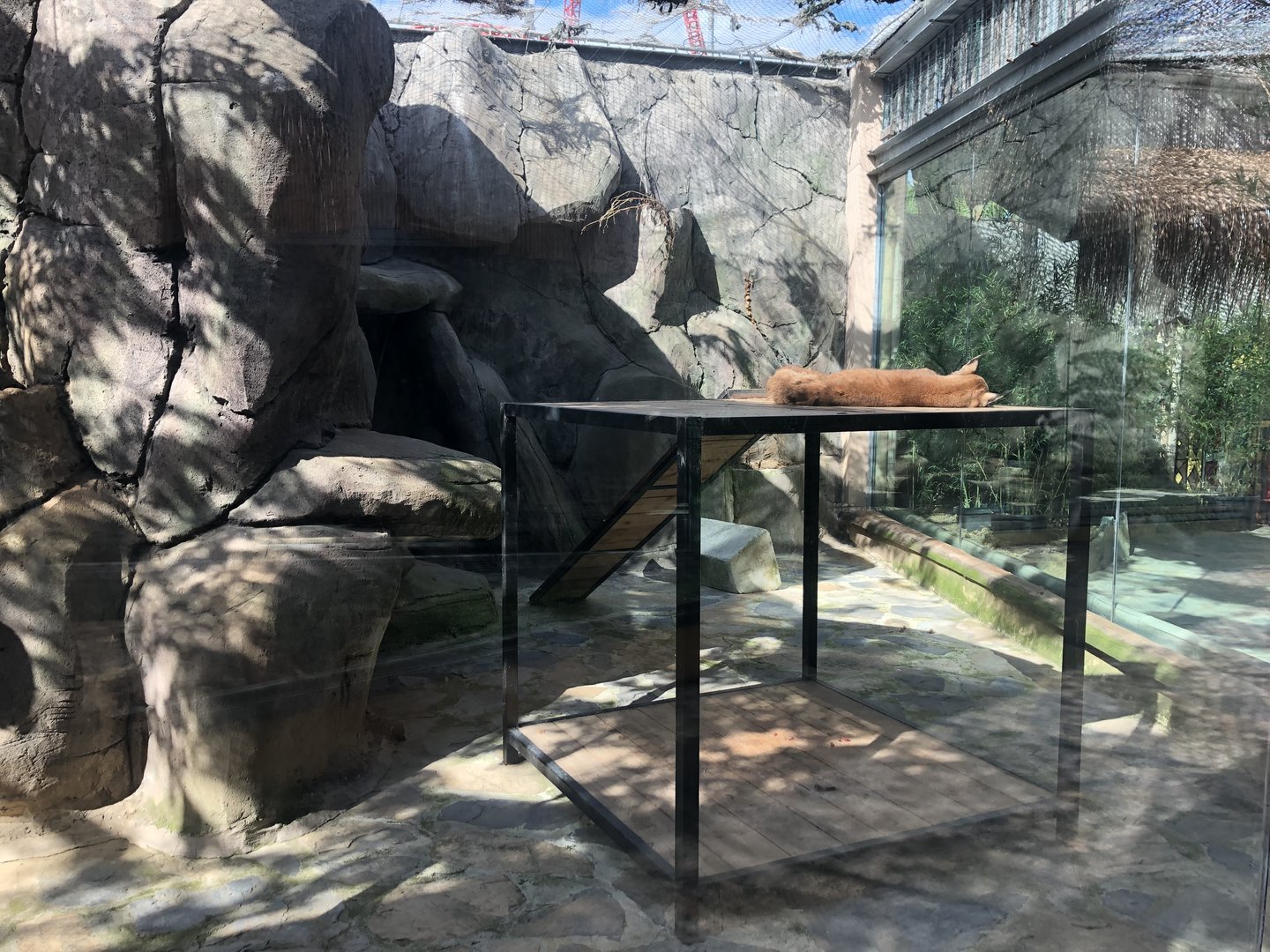 Lynx Enclosure at Aslan Park