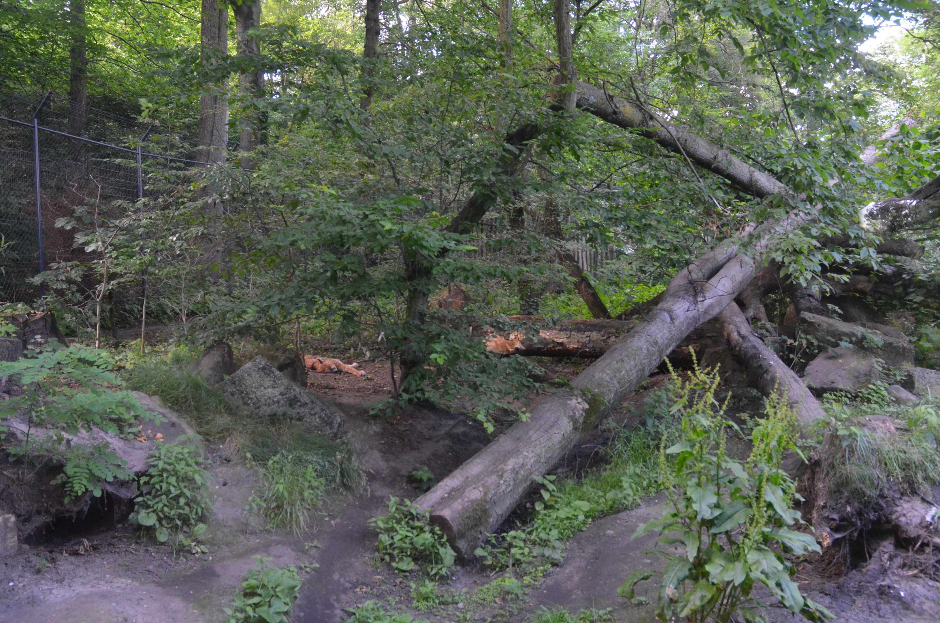 Lynx Enclosure at Duisburg, 17/06/19