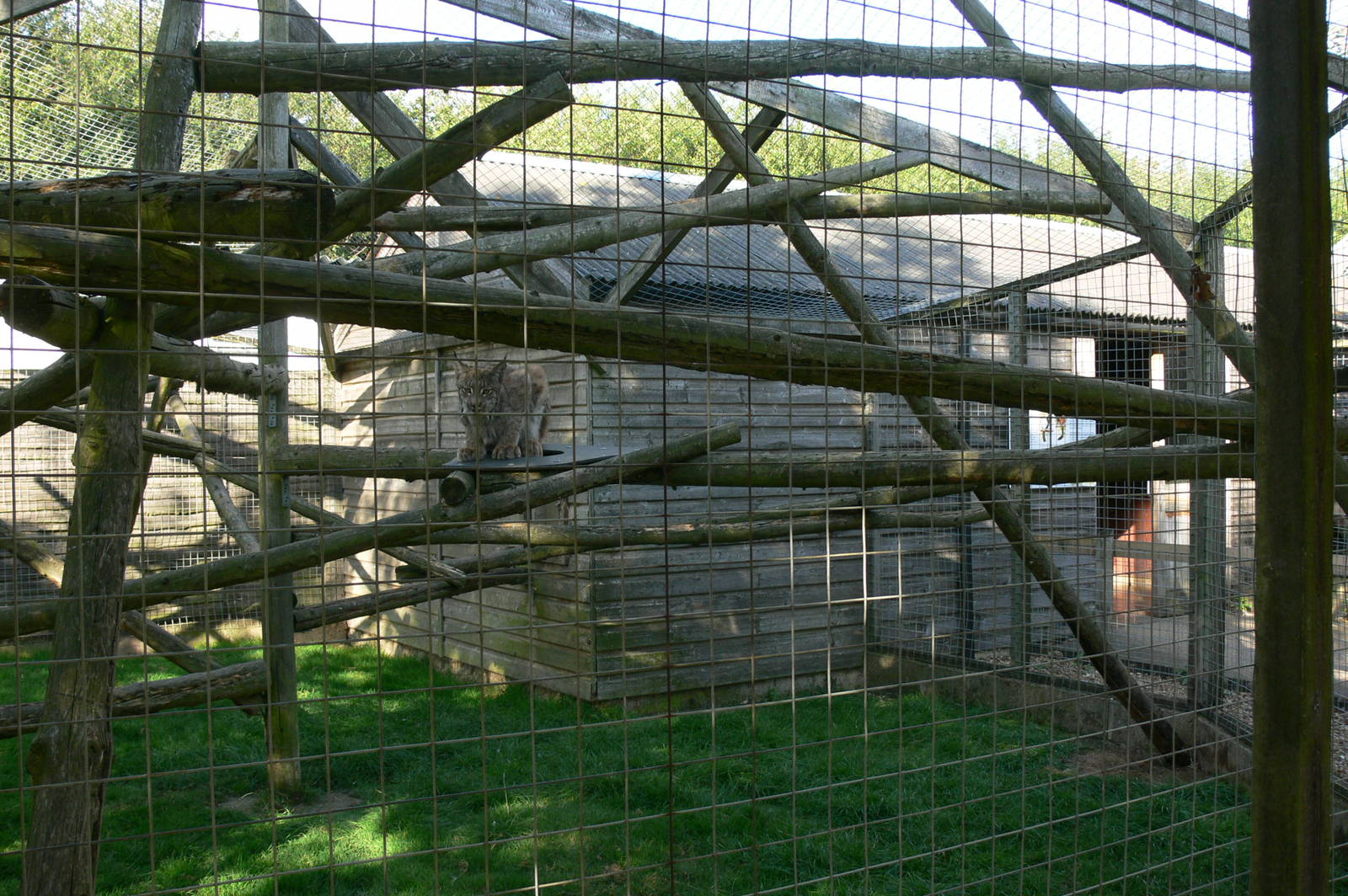 Lynx Enclosure at Hamerton Zoo, 23/08/14