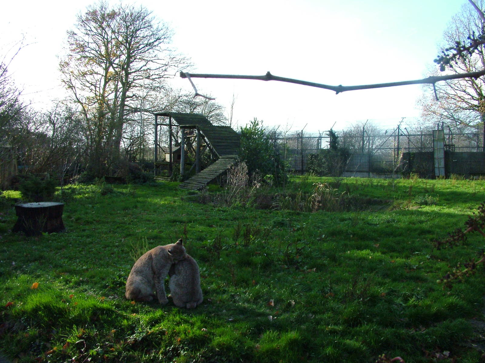Lynx enclosure at Howletts 26/11/09