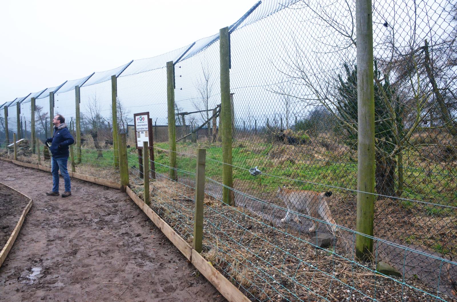 Lynx Enclosure at the Scottish Deer Centre, 06/02/16