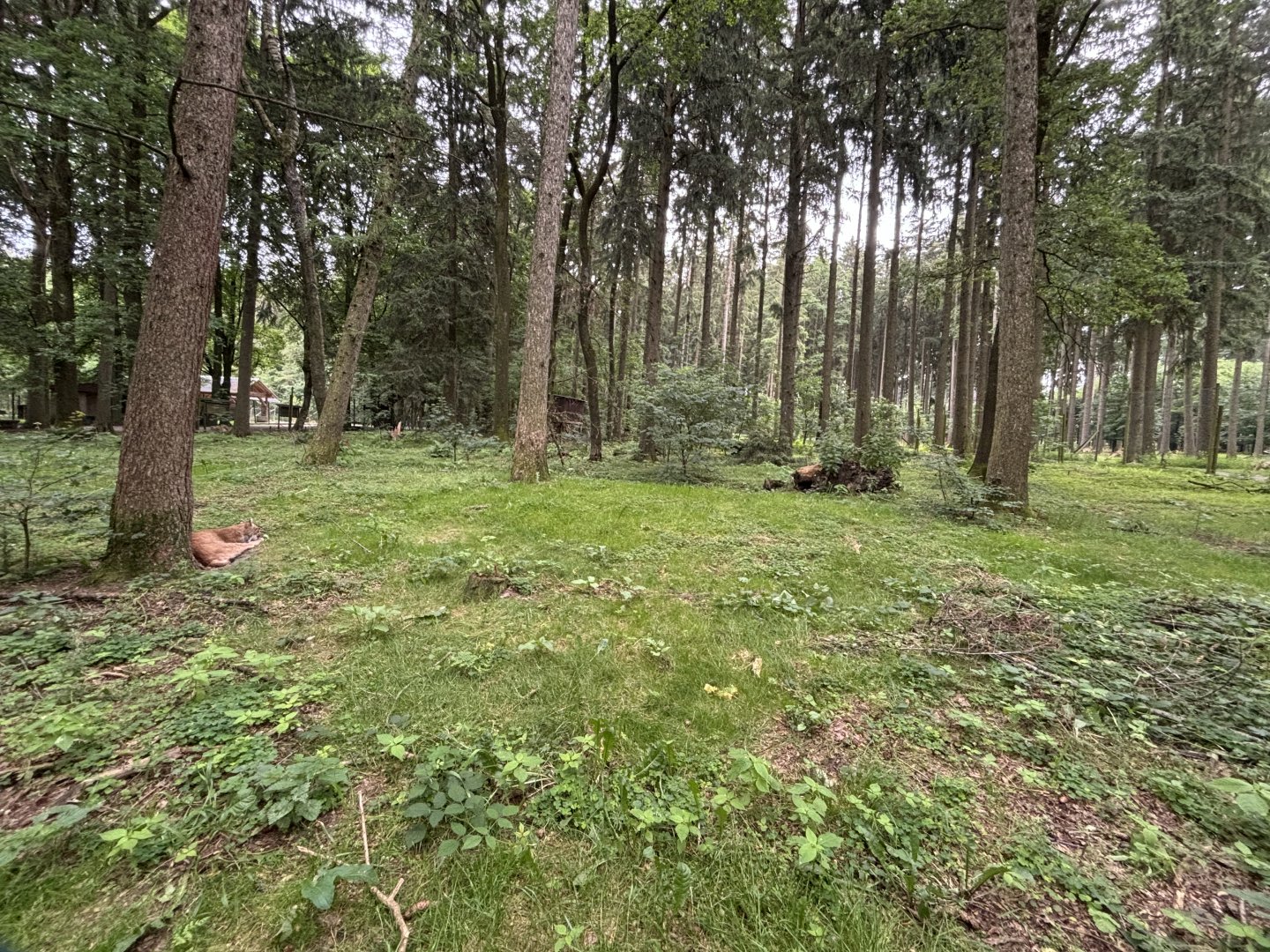 Lynx Enclosure at Wildpark Poing