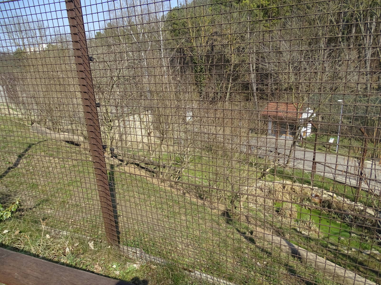 Lynx enclosure from above