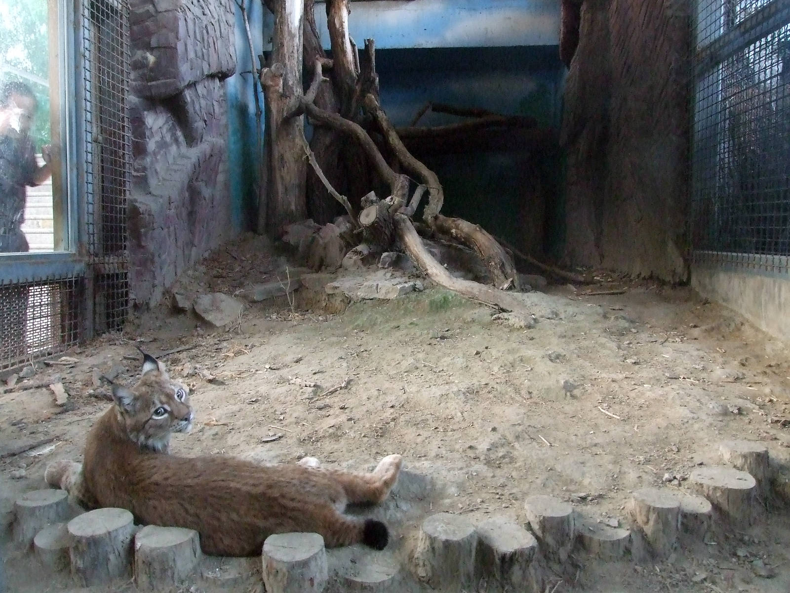 Lynx enclosure