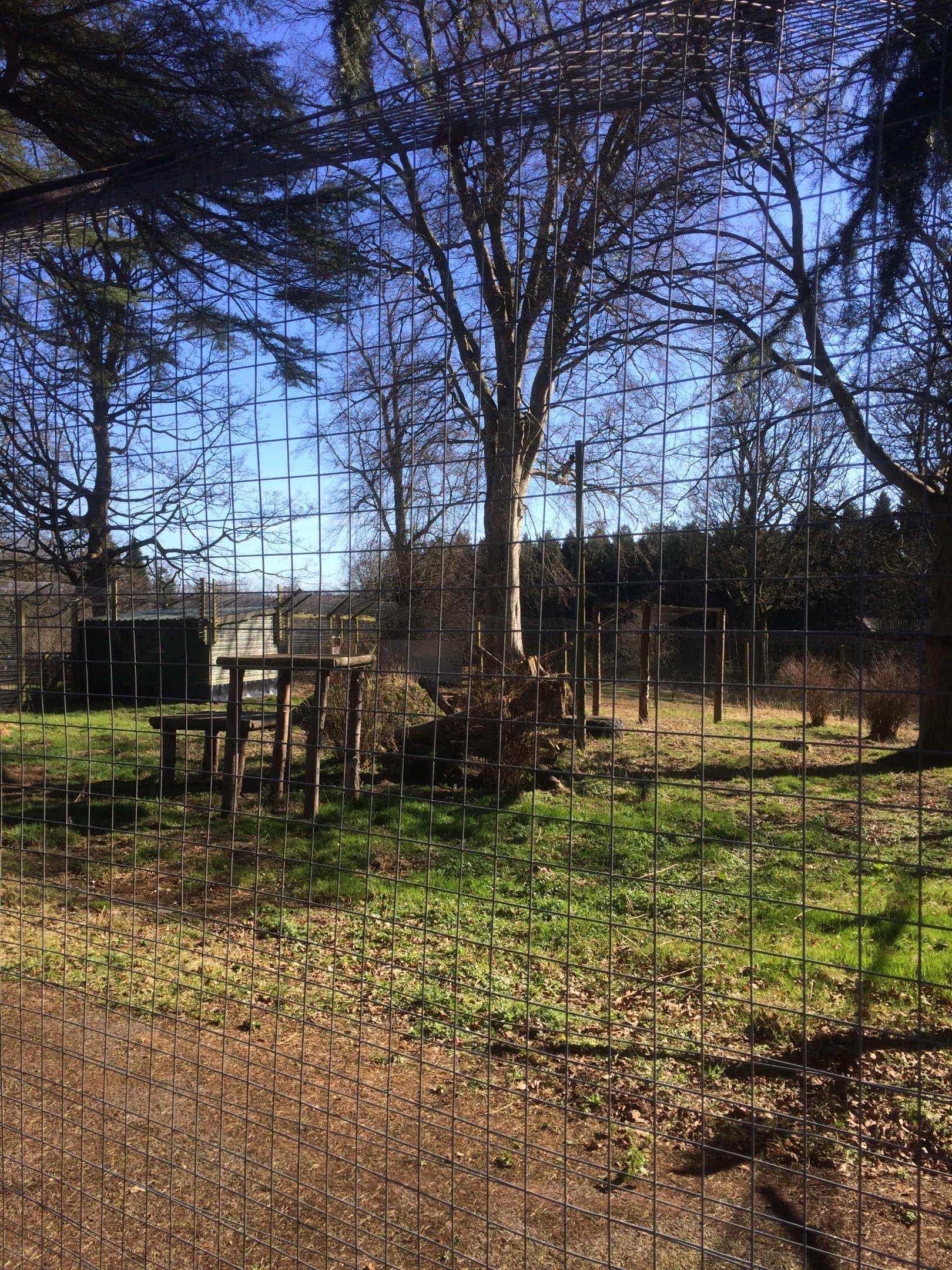 Lynx enclosure