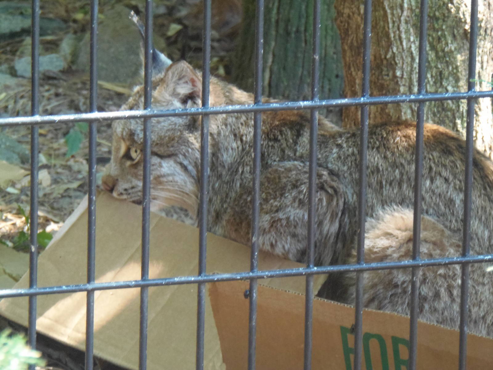 Lynx Enjoying Box