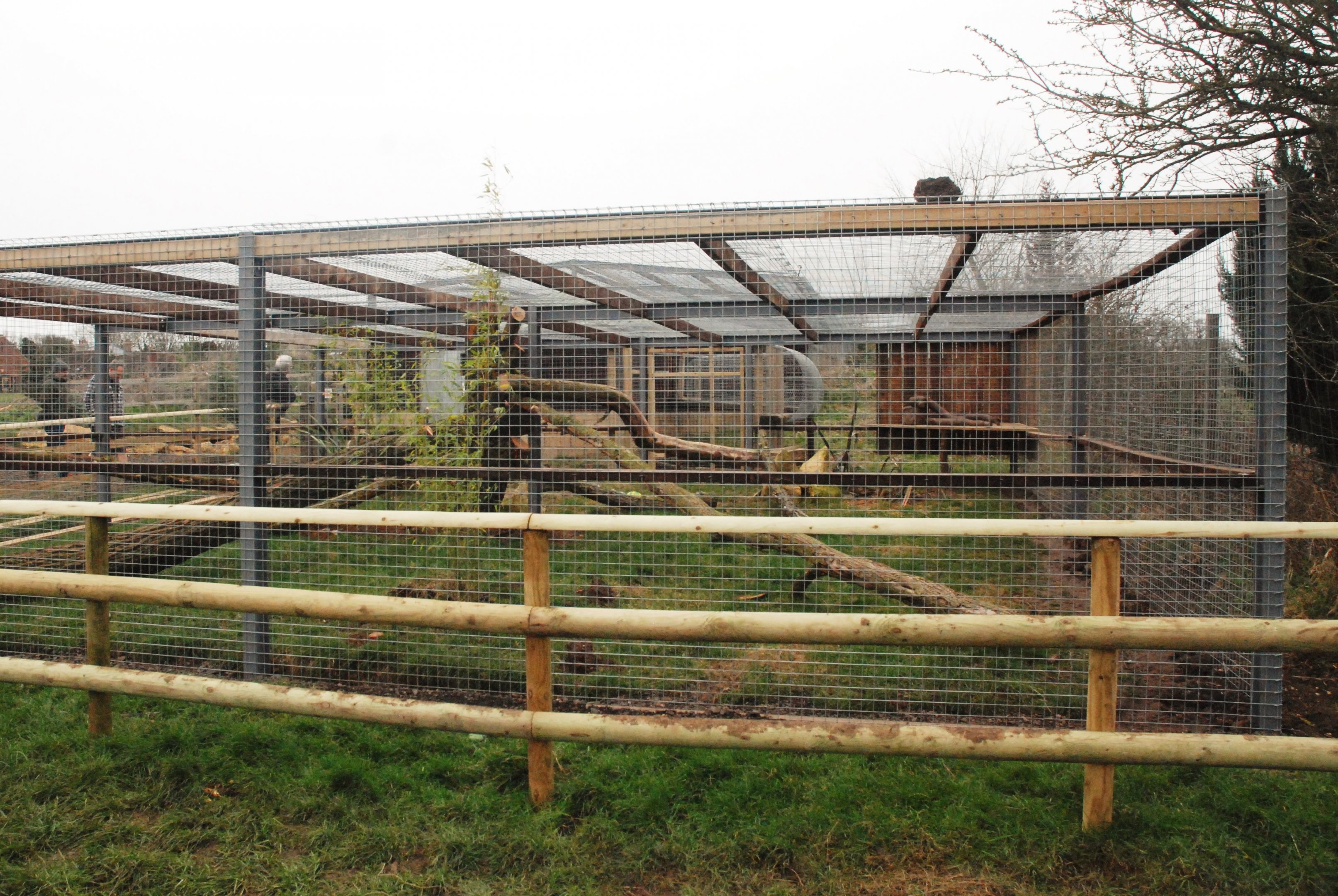 (Lynx?) Exhibit at Johnson's of Old Hurst, 19th February 2022