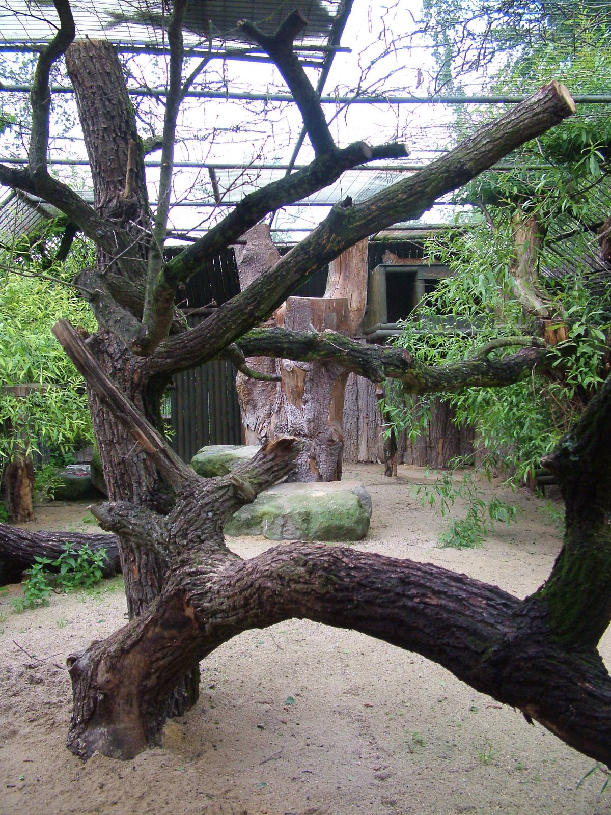 Lynx exhibit at Ohrada, 26/05/10