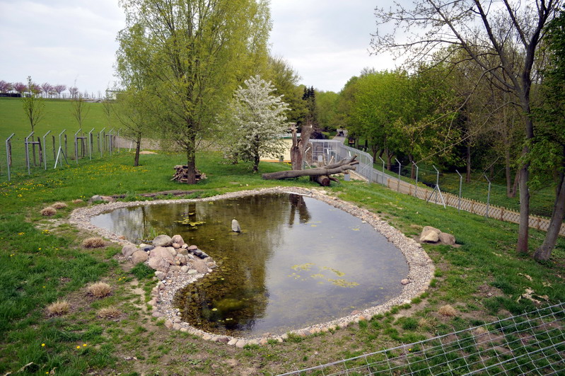Lynx exhibit at Tierpark Wismar